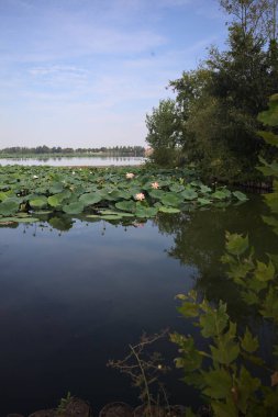 Patch of blooming lotus flowers and leaves casted in the water on a lake bordered by lakeshore with trees seen from a weir on the shore on a sunny day