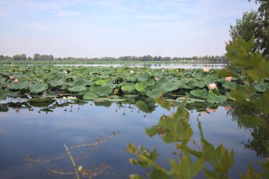 Patch of blooming lotus flowers and leaves casted in the water on a lake bordered by lakeshore with trees seen from a weir on the shore on a sunny day