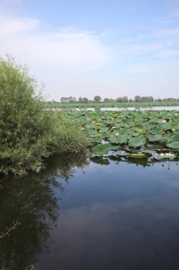 Patch of blooming lotus flowers and leaves casted in the water on a lake bordered by lakeshore with trees seen from a weir on the shore on a sunny day