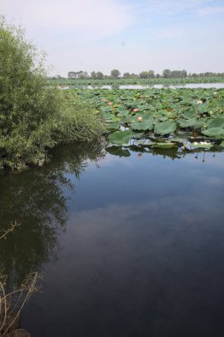 Patch of blooming lotus flowers and leaves casted in the water on a lake bordered by lakeshore with trees seen from a weir on the shore on a sunny day