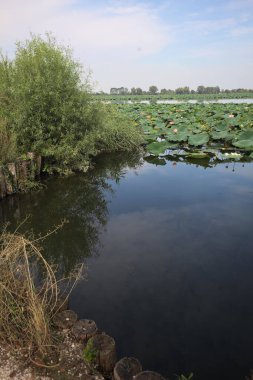 Patch of blooming lotus flowers and leaves casted in the water on a lake bordered by lakeshore with trees seen from a weir on the shore on a sunny day