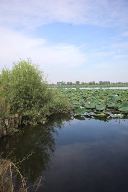 Patch of blooming lotus flowers and leaves casted in the water on a lake bordered by lakeshore with trees seen from a weir on the shore on a sunny day