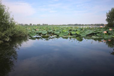 Patch of blooming lotus flowers and leaves casted in the water on a lake bordered by lakeshore with trees seen from a weir on the shore on a sunny day