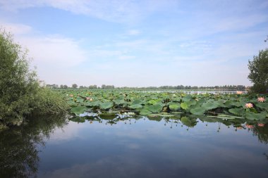 Patch of blooming lotus flowers and leaves casted in the water on a lake bordered by lakeshore with trees seen from a weir on the shore on a sunny day