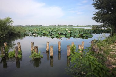 Patch of blooming lotus flowers and leaves casted in the water on a lake bordered by lakeshore with trees seen from a weir on the shore on a sunny day