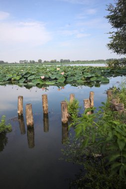 Patch of blooming lotus flowers and leaves casted in the water on a lake bordered by lakeshore with trees seen from a weir on the shore on a sunny day
