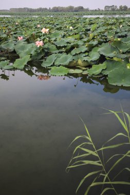 Patch of blooming lotus flowers and leaves casted in the water on a lake bordered by lakeshore with trees seen from a weir on the shore on a sunny day