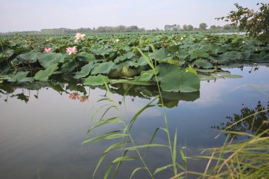 Patch of blooming lotus flowers and leaves casted in the water on a lake bordered by lakeshore with trees seen from a weir on the shore on a sunny day