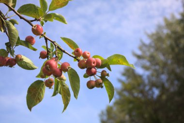 Branch full of ripe apples with the sky as background