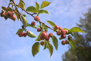 Branch full of ripe apples with the sky as background