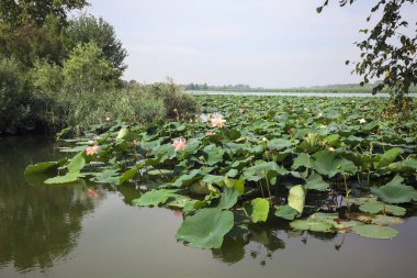 Patch of blooming lotus flowers and leaves casted in the water on a lake bordered by lakeshore with trees seen from a weir on the shore on a sunny day
