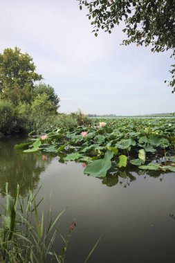 Patch of blooming lotus flowers and leaves casted in the water on a lake bordered by lakeshore with trees seen from a weir on the shore on a sunny day