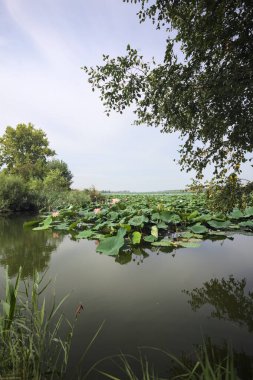 Patch of blooming lotus flowers and leaves casted in the water on a lake bordered by lakeshore with trees seen from a weir on the shore on a sunny day
