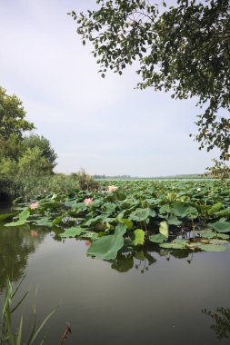 Patch of blooming lotus flowers and leaves casted in the water on a lake bordered by lakeshore with trees seen from a weir on the shore on a sunny day