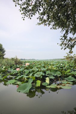 Patch of blooming lotus flowers and leaves casted in the water on a lake bordered by lakeshore with trees seen from a weir on the shore on a sunny day