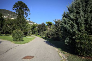 Fork between paved trails with a bush and a Queensland pine in the background on a sunny day in a park