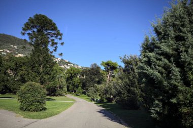 Fork between paved trails with a bush and a Queensland pine in the background on a sunny day in a park