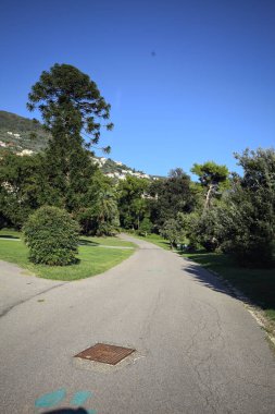 Fork between paved trails with a bush and a Queensland pine in the background on a sunny day in a park