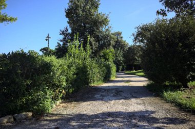Trail bordered by trimmed hedges and trees in a park on a sunny day