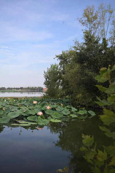 Patch of blooming lotus flowers and leaves casted in the water on a lake bordered by lakeshore with trees seen from a weir on the shore on a sunny day