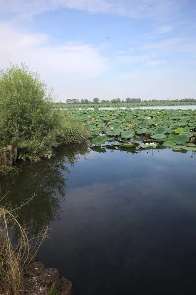 Patch of blooming lotus flowers and leaves casted in the water on a lake bordered by lakeshore with trees seen from a weir on the shore on a sunny day