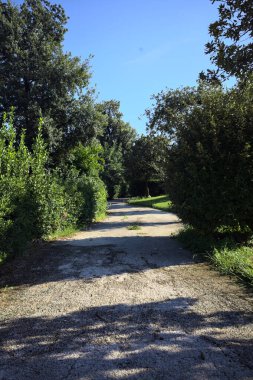 Trail bordered by trimmed hedges and trees in a park on a sunny day