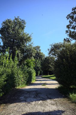 Trail bordered by trimmed hedges and trees in a park on a sunny day