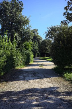 Trail bordered by trimmed hedges and trees in a park on a sunny day