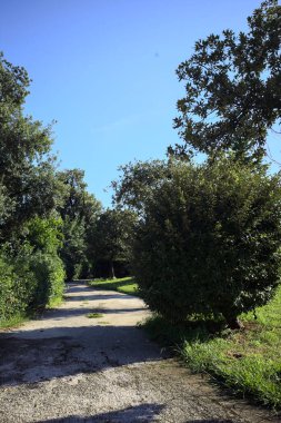 Trail bordered by trimmed hedges and trees in a park on a sunny day