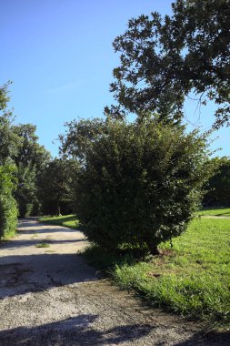 Trail bordered by trimmed hedges and trees in a park on a sunny day