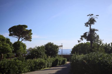 Paved trail between lawns with trees bordered by hedges at sunset in a park with the sea in the distance framed by plants