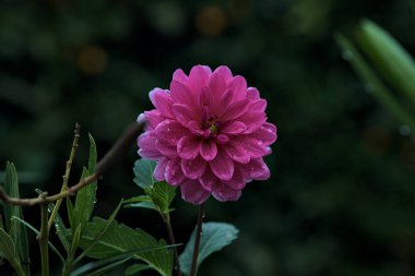 Pink dahlia in bloom on its stem with rain drops on its petals seen up close