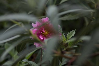 Pink dahlia in bloom on its stem with rain drops on its petals seen up close