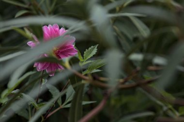 Pink dahlia in bloom on its stem with rain drops on its petals seen up close