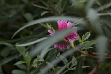 Pink dahlia in bloom on its stem with rain drops on its petals seen up close