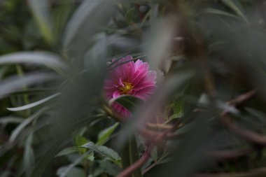 Pink dahlia in bloom on its stem with rain drops on its petals seen up close