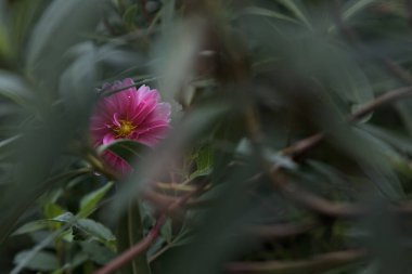 Pink dahlia in bloom on its stem with rain drops on its petals seen up close