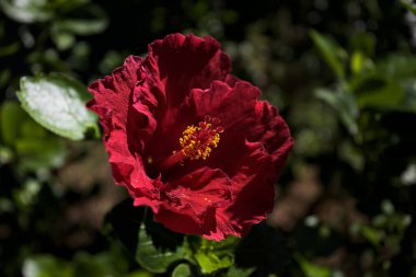 Crimson hibiscus in bloom in a bush seen up close in the sunlight
