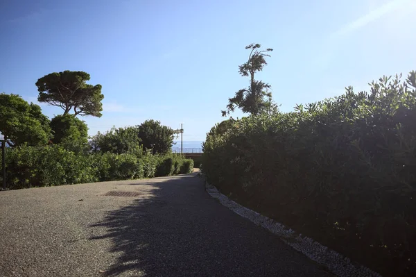 Paved trail between lawns with trees bordered by hedges at sunset in a park with the sea in the distance framed by plants