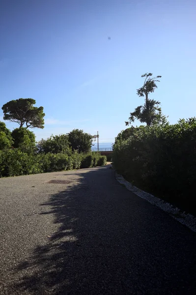 Paved trail between lawns with trees bordered by hedges at sunset in a park with the sea in the distance framed by plants
