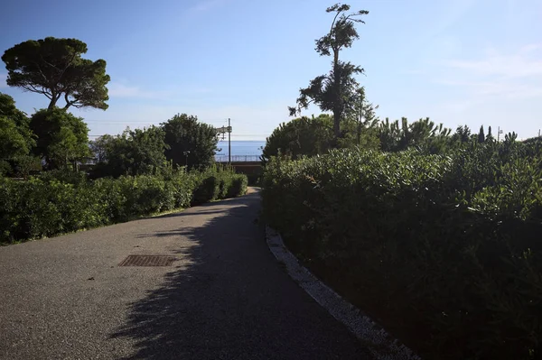 Paved trail between lawns with trees bordered by hedges at sunset in a park with the sea in the distance framed by plants