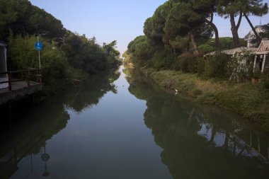 Deniz çam koruluğundaki kıyıların arasından geçen bir kanal güneşli bir günde denize düşen ağaçlarla birlikte.