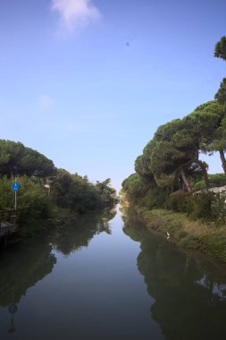 Deniz çam koruluğundaki kıyıların arasından geçen bir kanal güneşli bir günde denize düşen ağaçlarla birlikte.