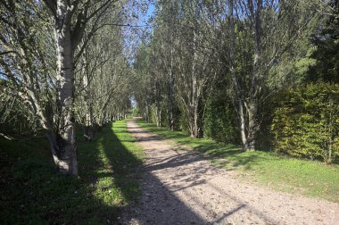 İtalya 'da güneşli bir günde çıplak kavak kuşlarının arasındaki toprak yol.