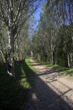 İtalya 'da güneşli bir günde çıplak kavak kuşlarının arasındaki toprak yol.