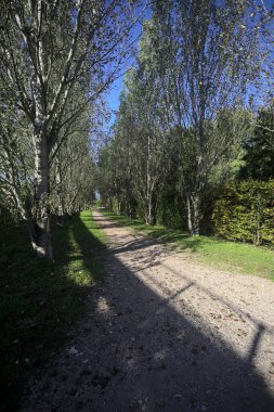 İtalya 'da güneşli bir günde çıplak kavak kuşlarının arasındaki toprak yol.