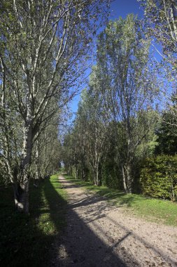İtalya 'da güneşli bir günde çıplak kavak kuşlarının arasındaki toprak yol.
