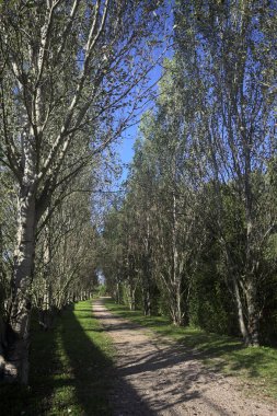 İtalya 'da güneşli bir günde çıplak kavak kuşlarının arasındaki toprak yol.