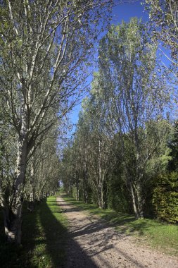 İtalya 'da güneşli bir günde çıplak kavak kuşlarının arasındaki toprak yol.