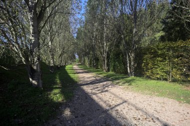 İtalya 'da güneşli bir günde çıplak kavak kuşlarının arasındaki toprak yol.
